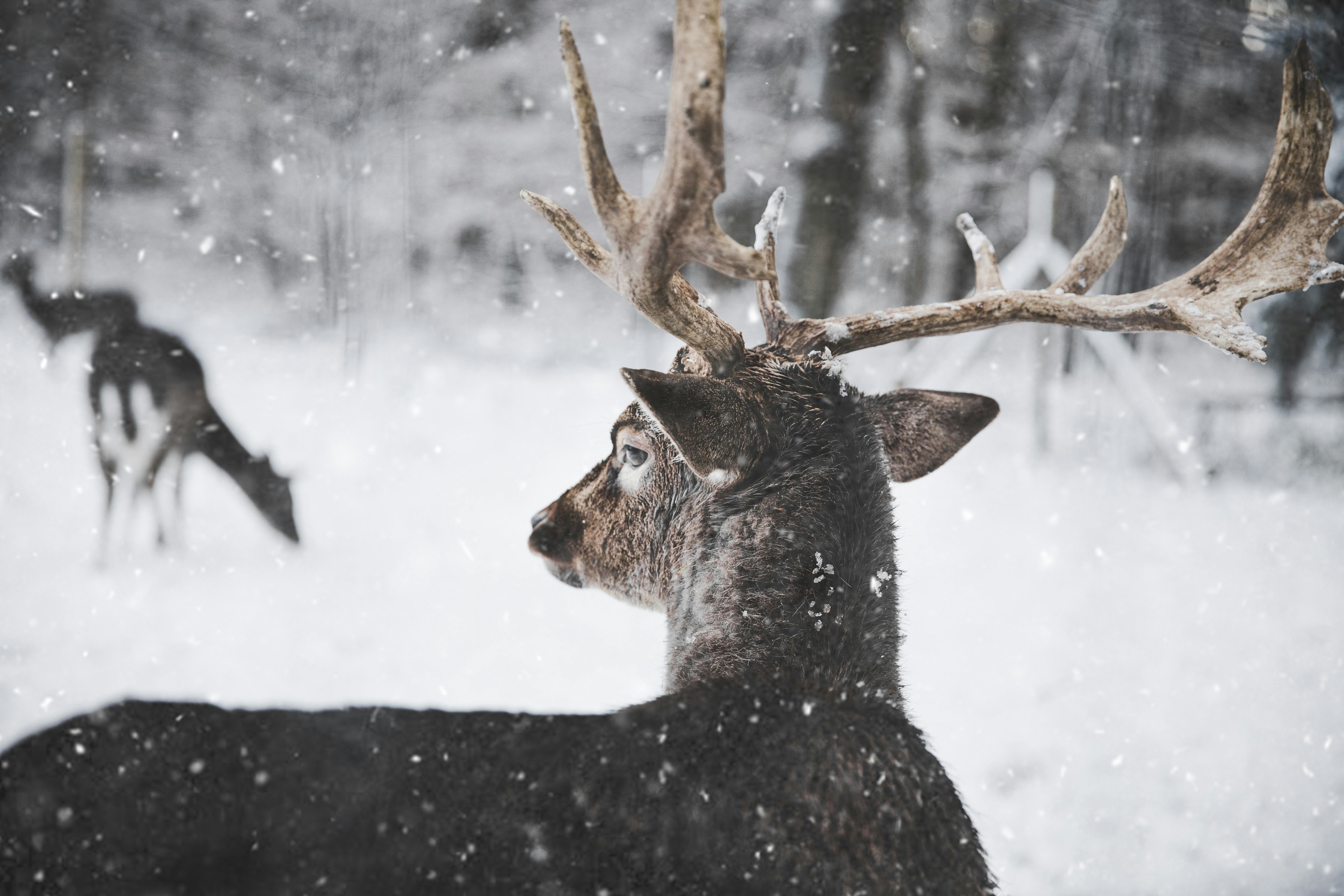 Reindeer in the snow