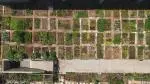 Aerial view of an allotment