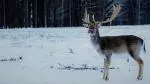 reindeer in snowy woodland
